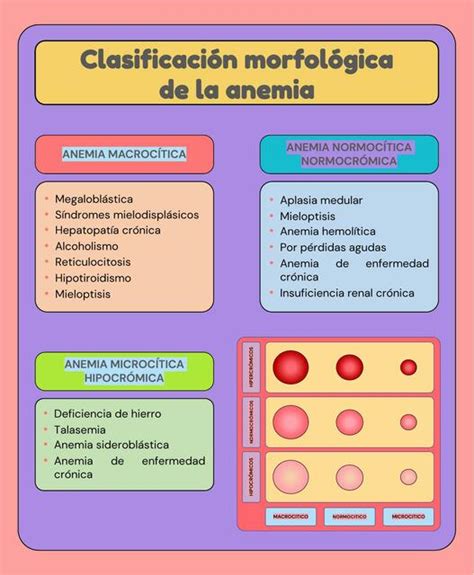 Clasificaci N Morfol Gica De La Anemia Javier Rios Udocz