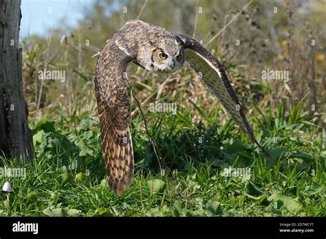 Great Horned Owl In Flight And Perching Stock Photo Alamy