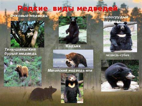 Виды медведей – описание и фото