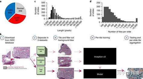 深度学习对非小细胞肺癌病理切片的分类和突变基因预测 知乎
