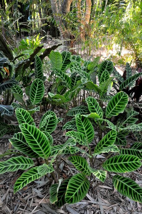 Calathea zebrina