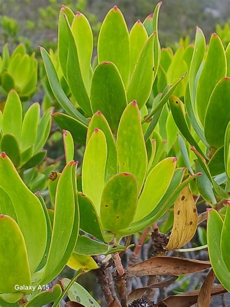 Broadleaf Conebush From Fernkloof Nature Reserve Overstrand Local