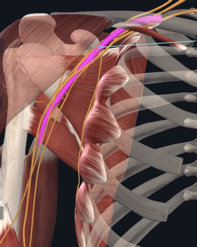 Lab Exam Arteries Veins And Brachial Plexus Flashcards Quizlet