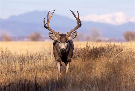 Mule Deer Vs Black Tailed Deer What Are The Differences