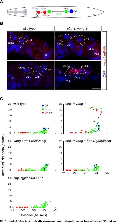 Figure From The Planar Cell Polarity Protein Vang Vangl Negatively