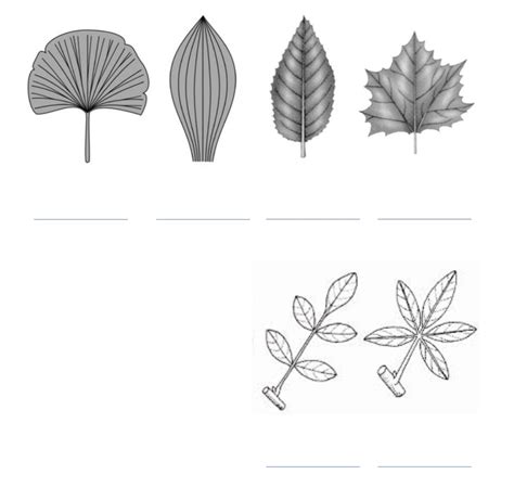 Leaf Structure Labeling Pt 2 Diagram Quizlet