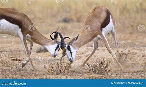 Two Male Springbok Fighting Stock Image - Image of antidorcas, south: 43842309