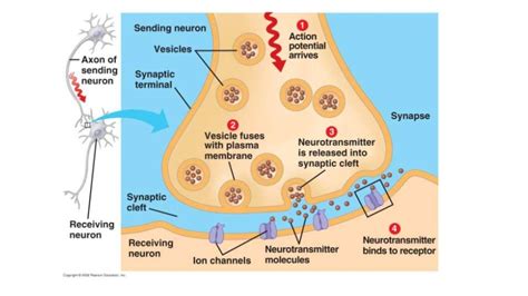 Nervous System Synapses And Neurotransmitters