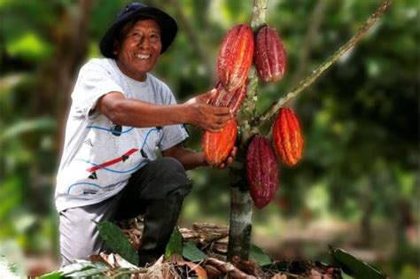 Glorioso Cacao Blanco Conoce A La Joya Peruana De Nivel Mundial Que