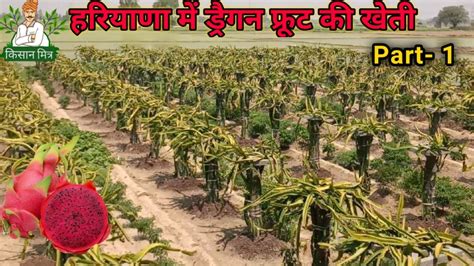 Dragon Fruit Farming In Haryana Dragon Fruit Plant Kisan Mitra Part 1