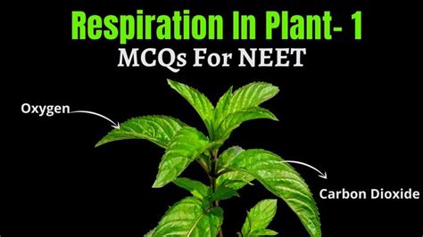 CLASS XI Biology MCQs For NEET Respiration In Plant Part 1 By