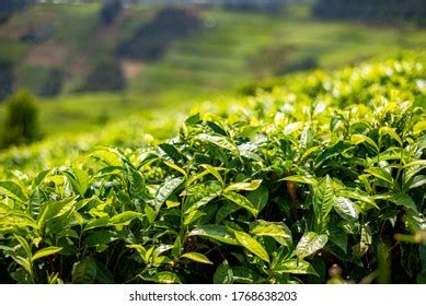 245 Rwanda tea plantations Stock Photos, Images & Photography ...