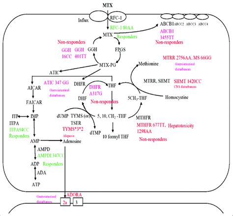 Genetic Polymorphic Alleles Of Different Genes In Methotrexate Pathway