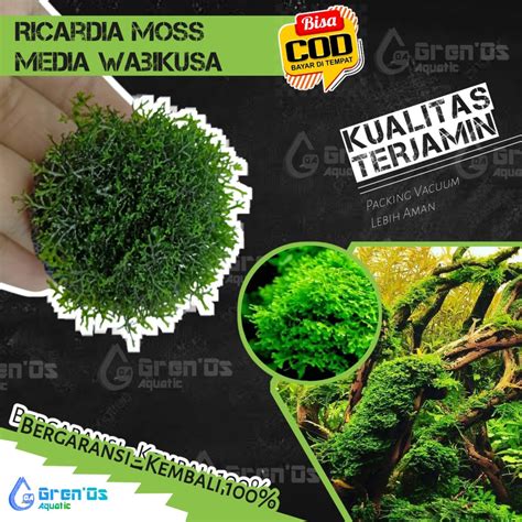 Jual Moss Ricardia Media Wabikusa Tanaman Tumbuhan Aquascape Aquarium