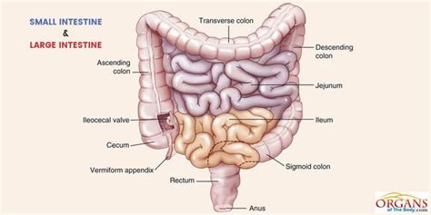 Small Vs Large Intestine Large Bowel Intestines Anatomy Intestines