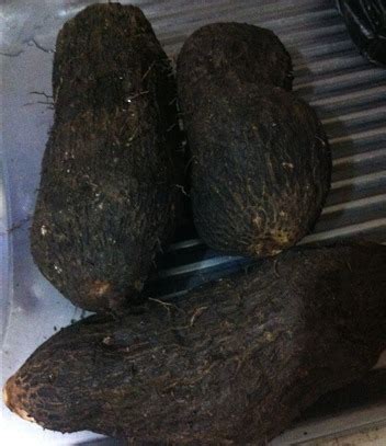 Jamaican Yam: Renta - Jamaican Cookery News