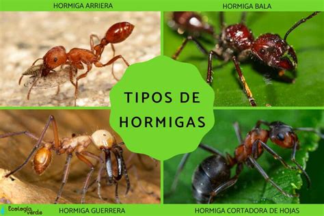 Especies De Hormigas