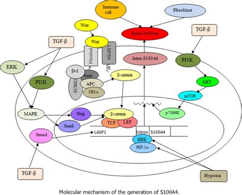 S A In Cancer Progression And Metastasis A Systematic Review