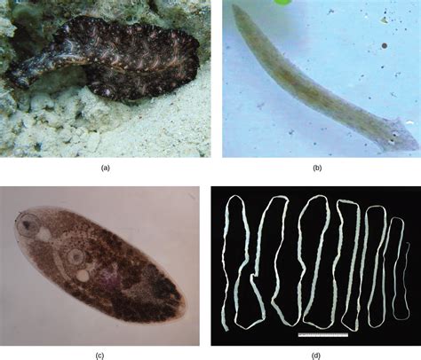 Flatworms Nematodes And Arthropods · Concepts Of Biology