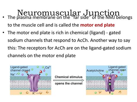 Ppt Neuromuscular Junction Powerpoint Presentation Free Download