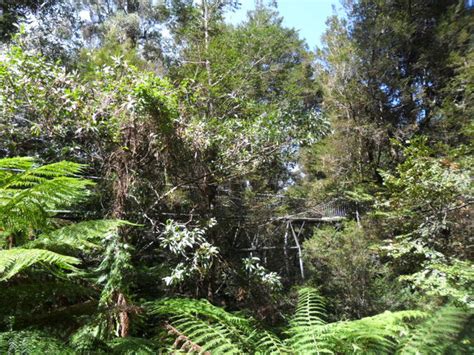 Rainforest Gallery And Skywalk Melbourne