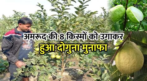 बैंक की नौकरी छोड़ अमरूद की खेती कर ये शख्स हुआ धनी जानें कैसे करें दोगुना मुनाफा By Leaving