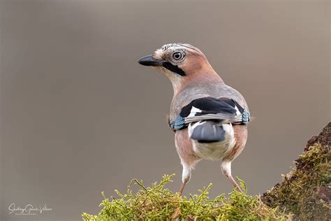 Arrendajo Euroasi Tico Eurasian Jay Garrulus Glandarius Flickr