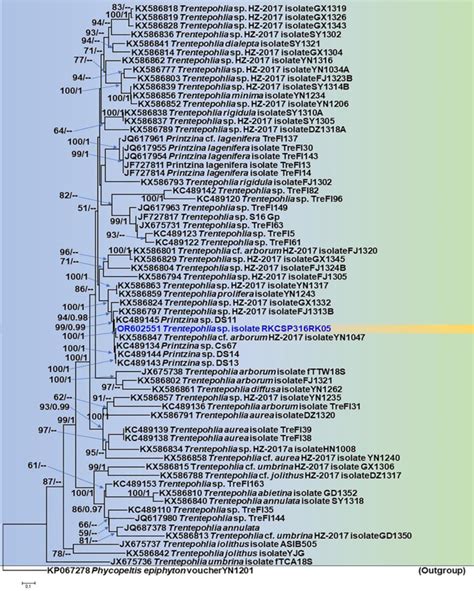 Fig Phylogram Generated From Maximum Likelihood Ml Analyses Based