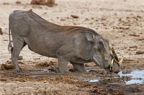 Warthog Common Fascinating Africa