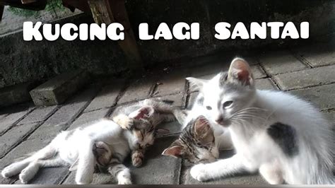 Kucing Lagi Santai Youtube