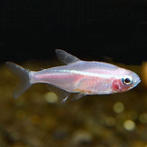 Can Red Eye Tetra Live With Neon Tetra Diy Seattle