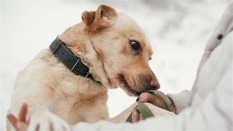 Pueden Los Perros Sentir La Enfermedad