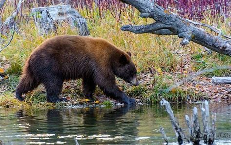 Pin By Lori Perkins Simmons On Misc Black Bear Bear Stroll