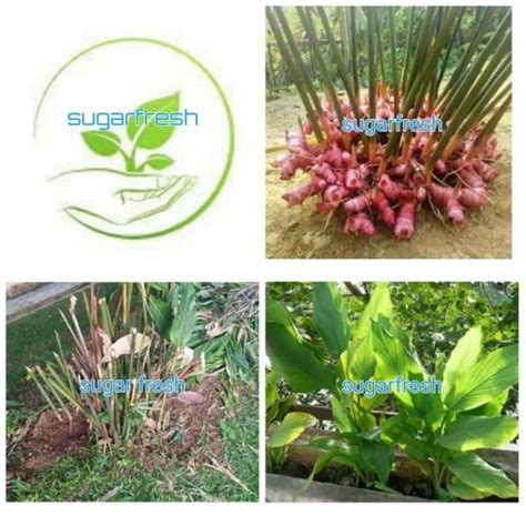 Jual Tanaman Herbal Lengkuas Merah Laja Merah Laos Merah Kota Bogor