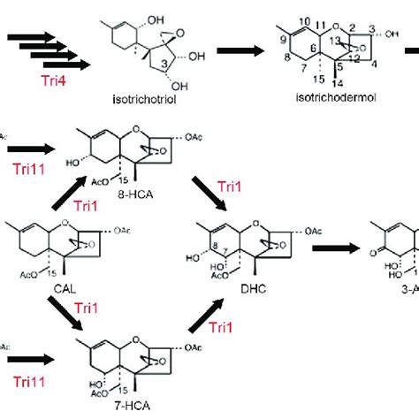 Fusarium Trichothecene Biosynthetic Pathway Cyp Enzymes Tri1 Tri4