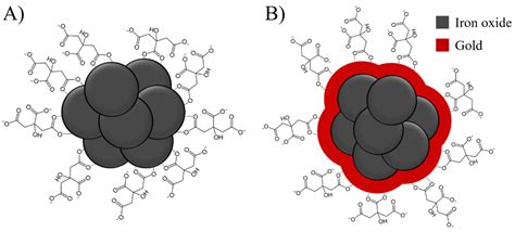 Bioengineering Free Full Text Effect Of Citrate And Gold