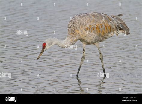 Sandhill Crane Grus Canadensis In A Wetland Near Vancouver British