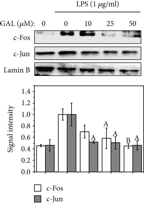 Effects Of Gal On Lps Induced Activation Of Nf B And Ap Pathways