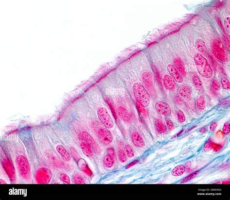 Respiratory prismatic ciliated pseudostratified epithelium. The apical ...