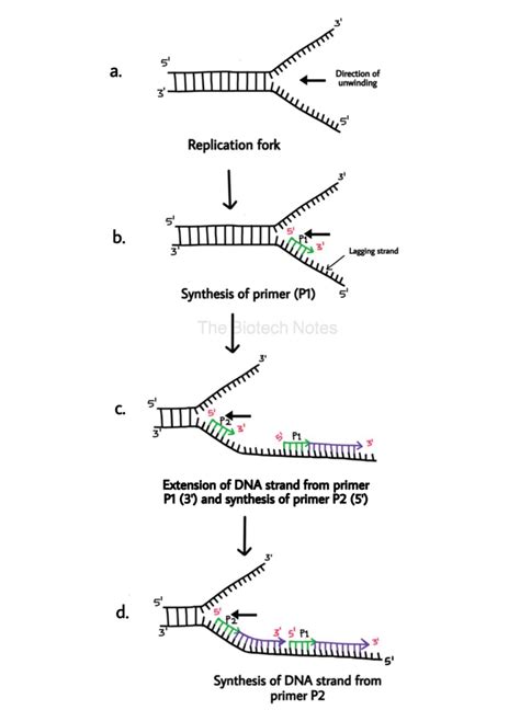 Dna Replication Prokaryotes The Biotech Notes