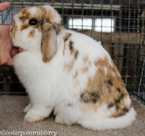 Tri Color Holland Lop Does Holland Lop Holland Lop Bunnies Rabbit Pose