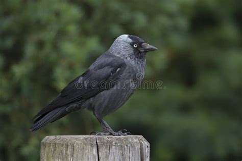 The Nordic Jackdaw Coloeus Monedula Monedula Perched On A Old Wooden