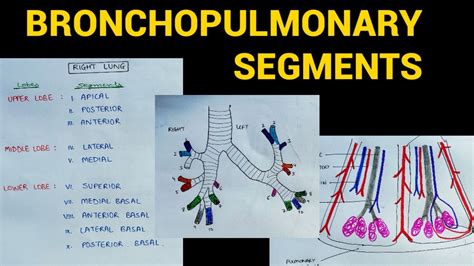 Bronchopulmonary Segments Lungs Anatomy Eoms Youtube