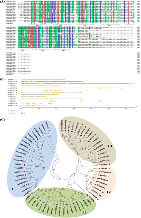 Protein Sequence Alignment Exonintron Structures And Phylogenetic Download Scientific Diagram