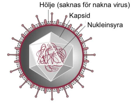 Dna Virus Och Repetition Flashcards Quizlet