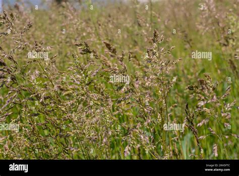 Meadow Grass Meadow With The Tops Of Stele Panicles Poa Pratensis Green Meadow European Grass