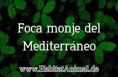 Foca Monje Del Mediterr Neo H Bitat Que Come Reproducci N Y