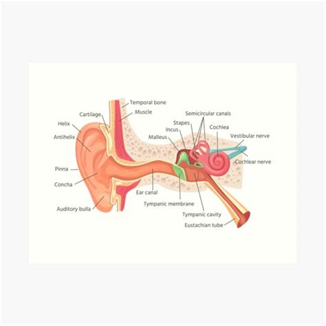 Ohr Anatomie Diagramm Kunstdruck Von FunckyDesigns Redbubble