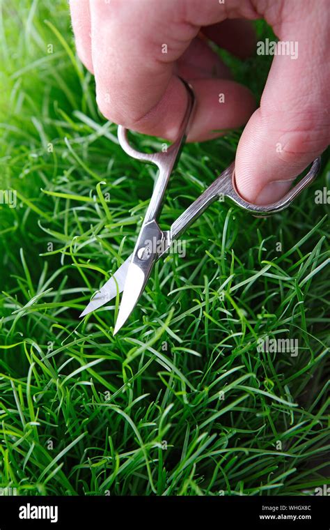 Cutting Grass Scissors Hi Res Stock Photography And Images Alamy