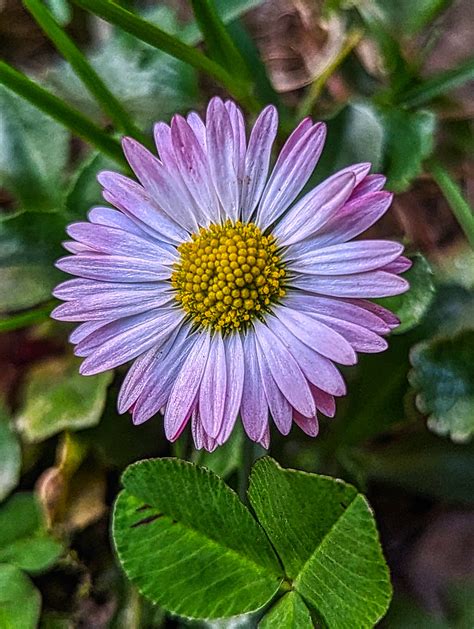 Southern Daisy Bellis Sylvestris 01 Bellis Sylvestris T Flickr